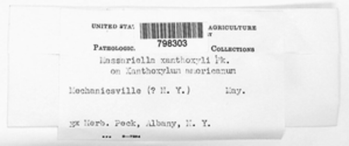 Massaria zanthoxyli image
